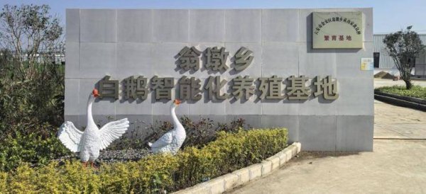 卓盛国际 六安市金安区翁墩乡：智能养鹅铺就产业振兴致富路